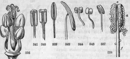 Androecium (and gynoecium) of Frankenia (after Peyer)