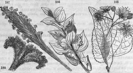 Anomalous peduncles