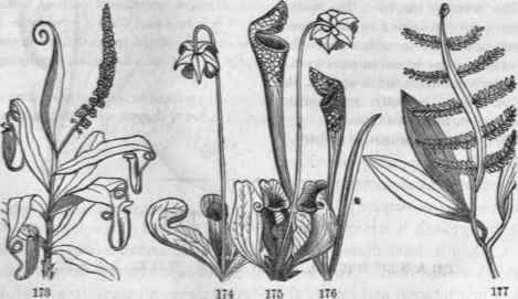 Ascidia