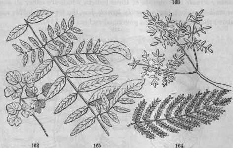 Compound leaves