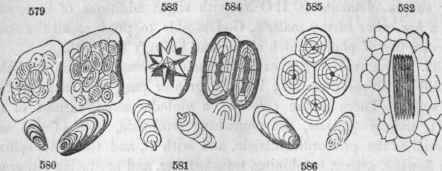 Contents of cells. 579, Cells of Potato containing starch grains