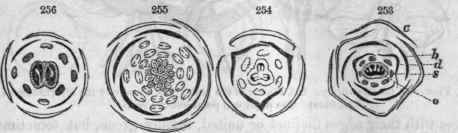Diagrams of flowers (as seen by cross sections)