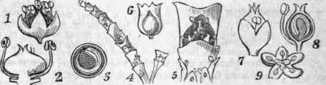 FIG. 67S. 1. Flower of Chenopodium album