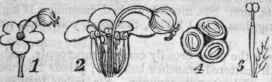 FIG. 687. 1. Henri or capitulum of Eu phorbiacorollata; with the corolla like involucre, and pedicellate pistillate flower