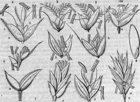 FIG. 721. Agrostis alba; all flowered spikelet; a, the two glumes