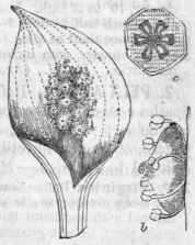 Fig. 709. Calla palustris, its spathe