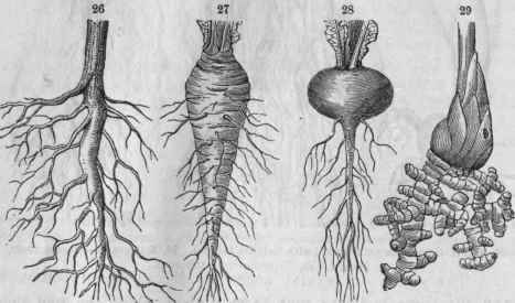 Figs. 26, Maple an axial, ramose root