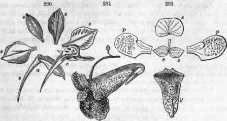 Flower of Delphinium Consolida (common larkspur), displaying, 8, 8, 8, 8, 8, the five sepals, «, the upper one spurred; c, the corolla of four petals here united into one and produced into a spur