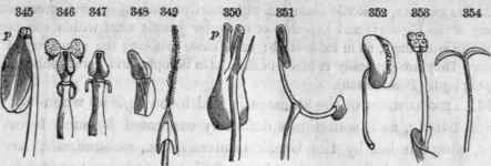 Peculiar forms of stamens. 845, Pyrola rotuidifolia; p, dehiscence by pores at top