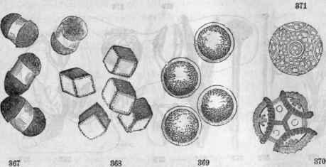 Pollen grains. 367, Pinus larico