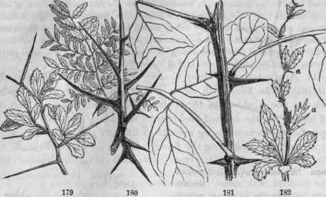 Thorns