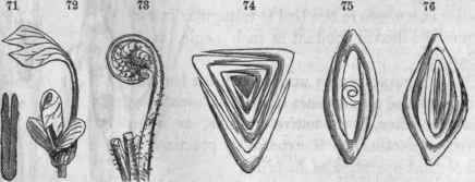 Vernation, 71, of oak leaf; 72, of Liriodendron (tulip tree); 73, of fern; 74, of carex;