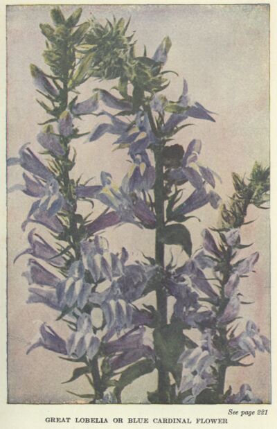 great-lobelia