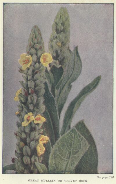 great-mullein