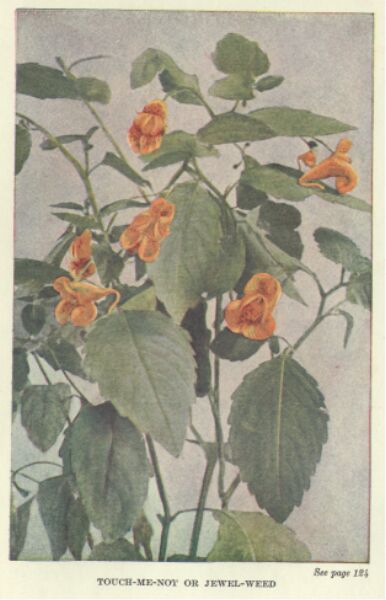 jewel-weed