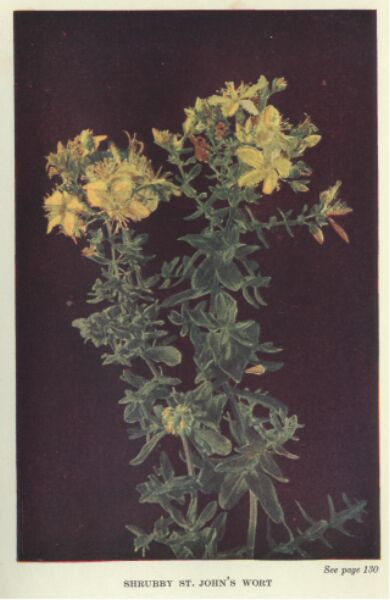 john-s-wort
