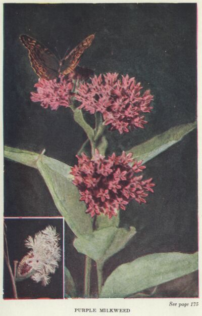 milkweed