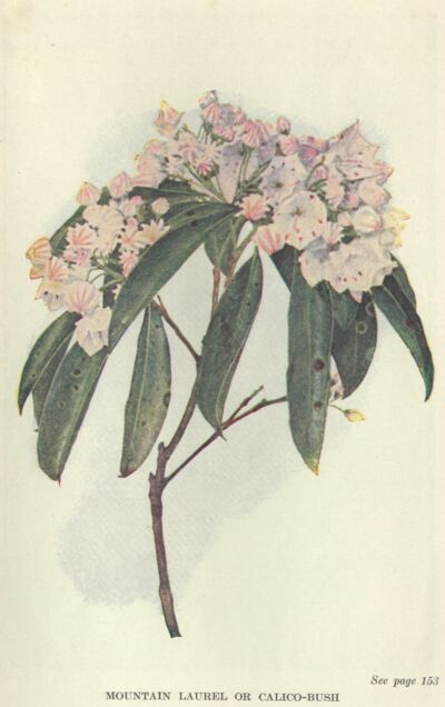 mountain-laurel