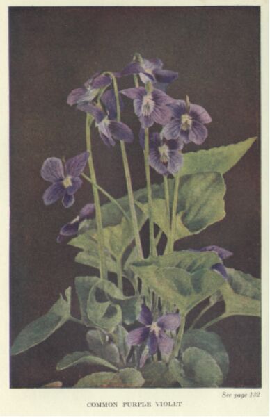 purple-violet