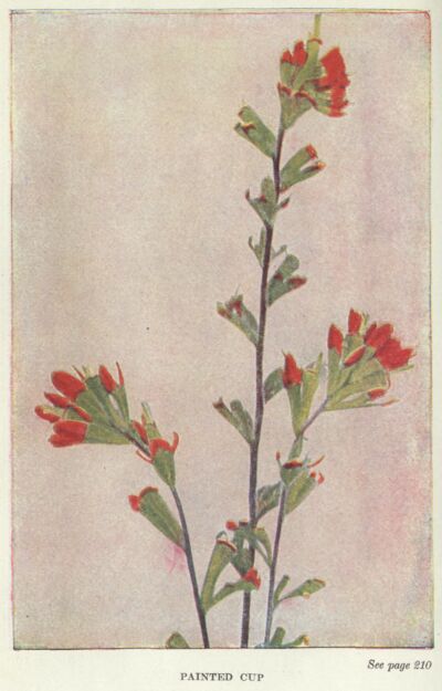 scarlet-painted-cup