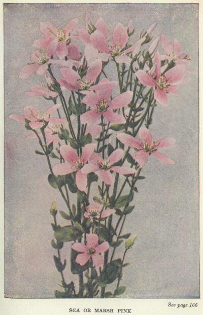 seapink