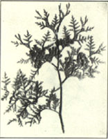 Arborvitae. Thuja occidentalis L.