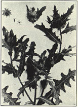 Blessed Thistle. Cnicus benedictus L. 
