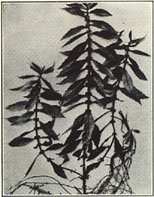 Bugleweed. Lycopus virginicus L.