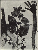 Burdock. Arctium minus (Hill) Bernh.