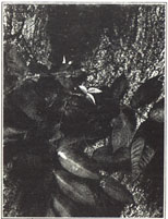 Butternut. Juglans cinerea L.