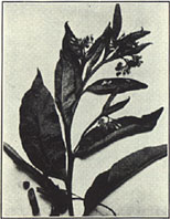 Comfrey. Symphytum officinale L.
