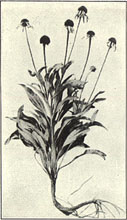 Echinacea. Echinacea angustifolia DC.