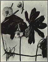 Mayapple. Podophyllum peltatum L.