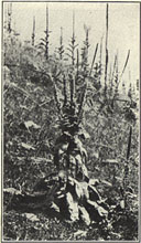 Mullein. Verbascum thapsus L.