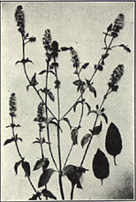 Peppermint. Mentha piperita L.