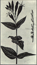 Pinkroot. Spigelia marilandica L.