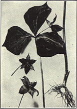 Purple Trillium. Trillium erectum L.