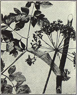 Purplestem Angelica. Angelica atropurpurea L.