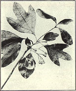Sassafras. Sassafras variifolium (Salisb.) Kuntze.