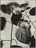 Smooth Hydrangea. Hydrangea arborescens L.