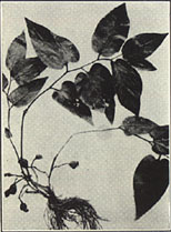 Snakeroot. (1) Aristolochia serpentaria L.; (2) A. reticulata Nutt.