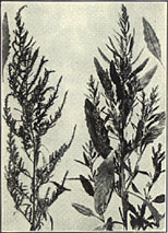 Wormseed. Chenopodium ambrosioides anthelminticum (L.) A. Gray.