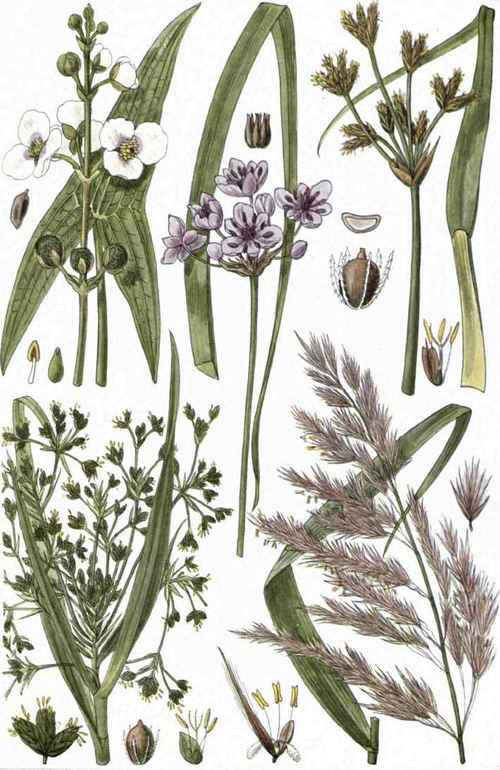 1. Arrowhead (Sagittaria sagittifolia, L.). 2. Flowering Rush (Butomus umbellalus, L.). 3. Bulrush (Scirpus lacustris, L.). 4. Wood Club Rush (Sarpus sylvaticus, L.). 5. Reed (Phragmites communis, Trin.).