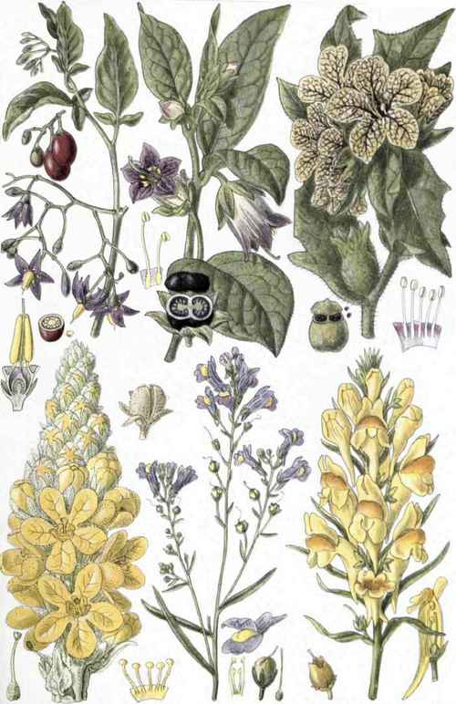1 Bittersweet (Solanm Dulcamara, L.). 2. Deadly Nightshade (Atropa Belladonna, L.). 3. Henbane (Hyoscyamus niger, L.). 4. Mullein (Verbascum Thapsus, L.). 5. Creeping Toadflax (Linaria repens, Mill.). 6. Common Toadflax (Linaria vulgaris, Mill.).