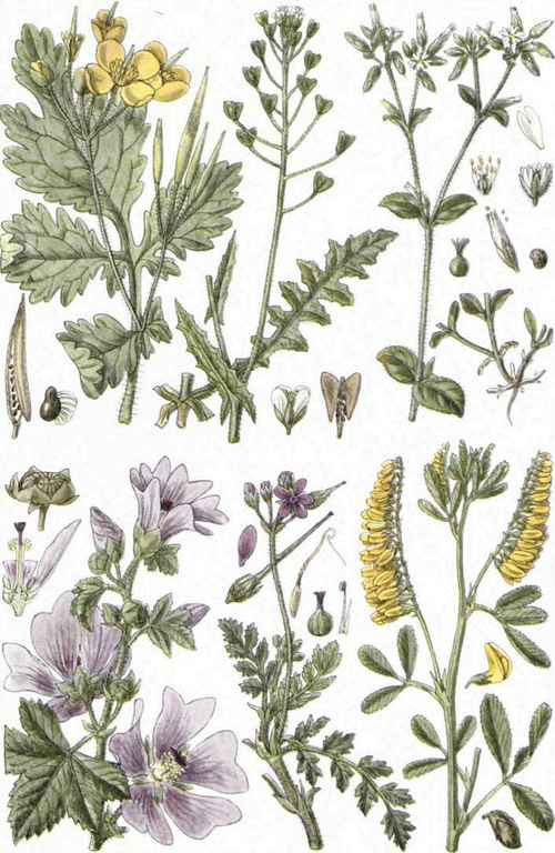 1. Greater Celandine (Chelidonium majus, L.). 2. Shepherd's Purse (Capsella Bursa pastoris, Medic). 3. Mouse ear Chickweed (Cerastium vulgatum. I,.). 4. Common or Marsh Mallow (Malva sylvestris, L.). 5. Stork's Bill (Erodium cicutarium, L'llerit.). 6. Melilot (Melilotus officinalis, Lam.).