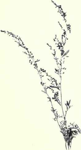 Absinth (Artemisia Absinthium, L.)