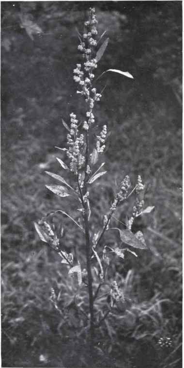 All good (Chenopodium album, L.)