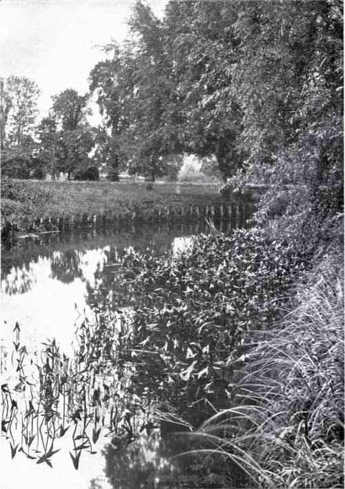 Arrow Head (Sagittaria sagittijolia, L.)
