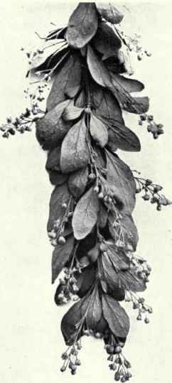 Barberry (Berberis vulgaris, L.)