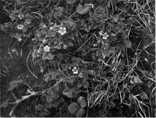Barren Strawberry (Potentilla sterilis, Garcke)